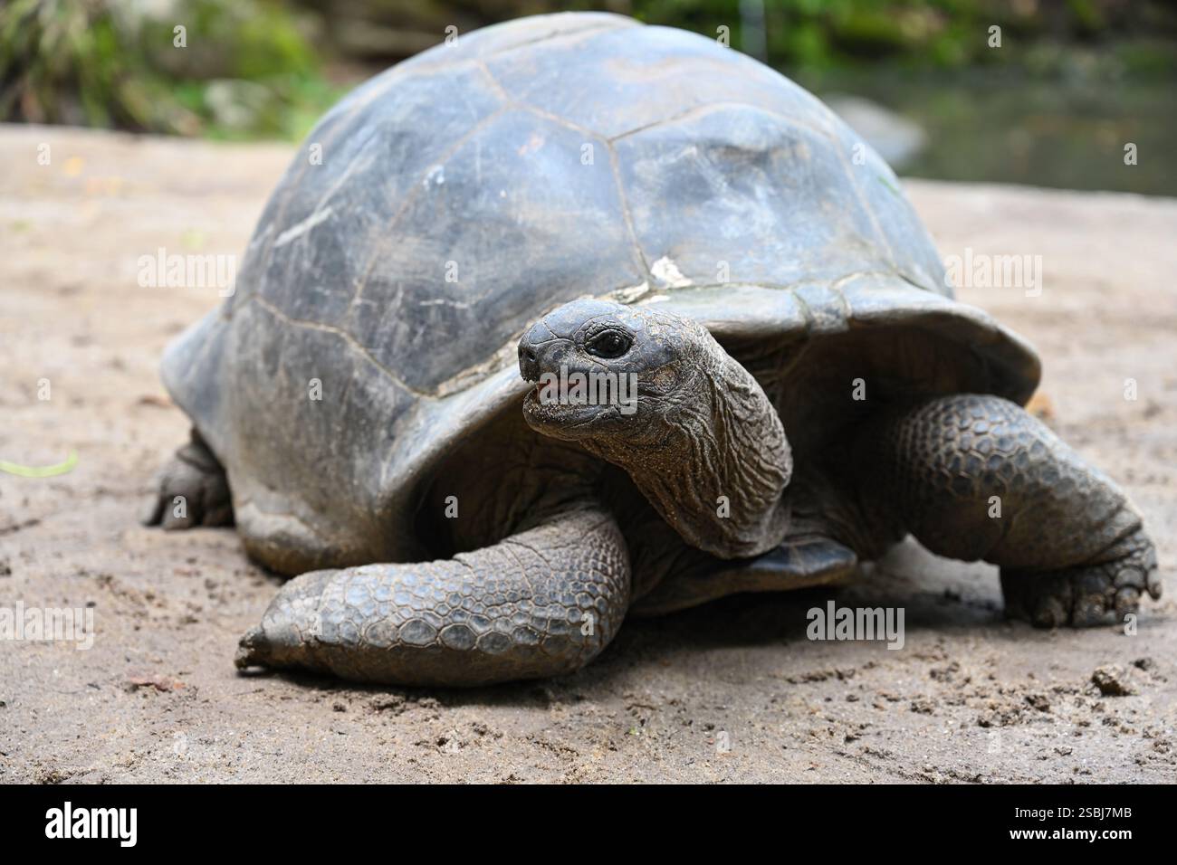 Große Seychellen-Schildkröte in ihrem natürlichen Lebensraum. Mahe Island, Seychellen Stockfoto