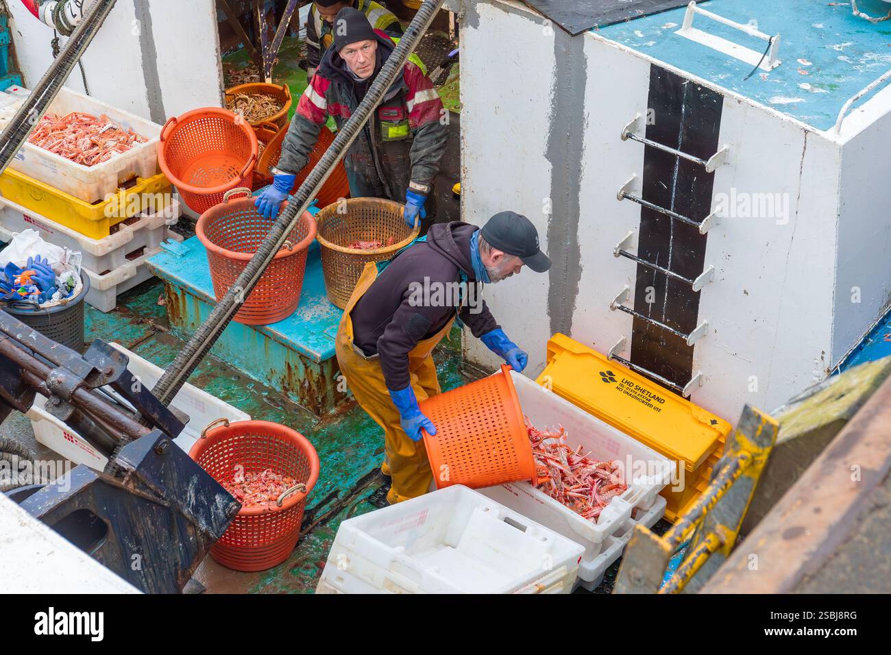Fischer im Hafen von Troon entladen ihren Fang an Langoustinen, die an diesem Tag frisch gefangen wurden. Troon, Ayrshire, Schottland, Großbritannien Stockfoto