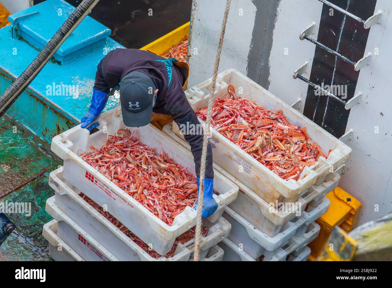 Fischer im Hafen von Troon entladen ihren Fang an Langoustinen, die an diesem Tag frisch gefangen wurden. Troon, Ayrshire, Schottland, Großbritannien Stockfoto