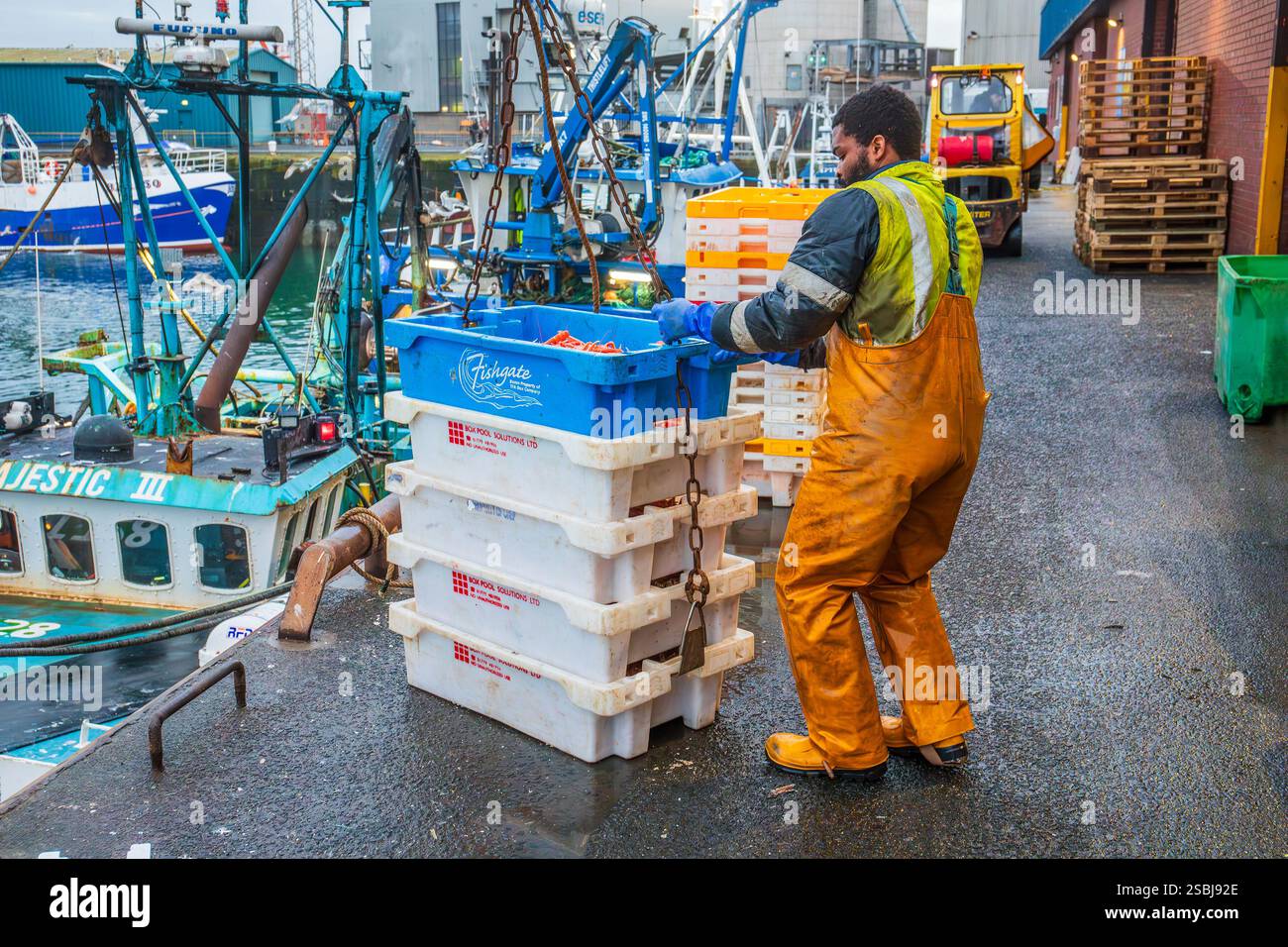Fischer im Hafen von Troon entladen ihren Fang an Langoustinen, die an diesem Tag frisch gefangen wurden. Troon, Ayrshire, Schottland, Großbritannien Stockfoto