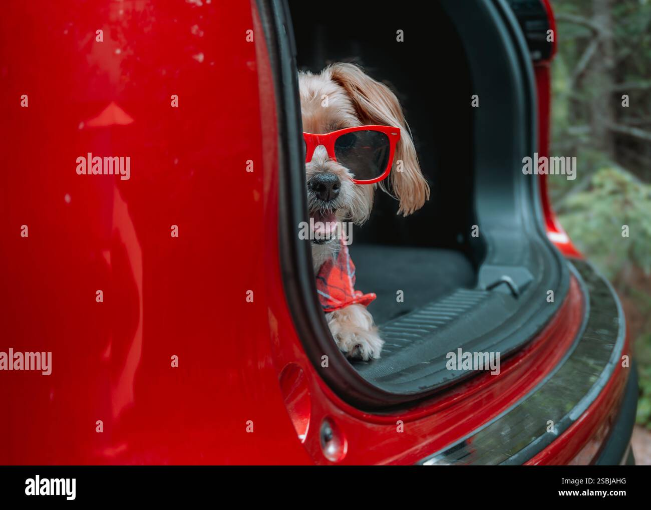 Kleiner flauschiger Hund mit roter Sonnenbrille und kariertem Hemd blickt aus dem offenen Kofferraum eines roten Autos. Verspielte Tierreisen, Roadtrip, Sommerabenteuer. Stockfoto