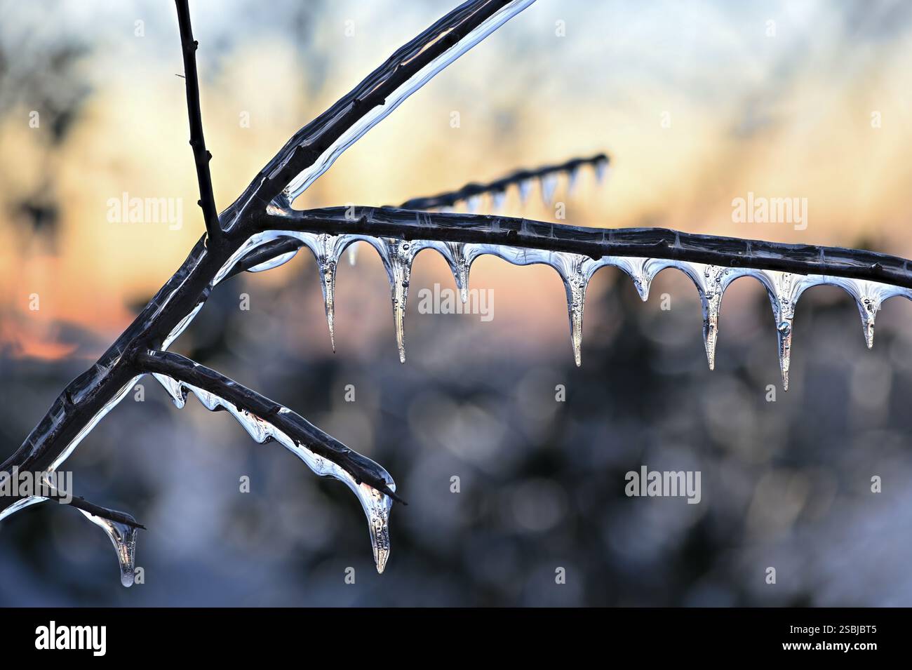 Eisiger Regen fällt auf Äste und Pflanzen und friert sofort, eisbedeckte Äste und Pflanzen mit Eiszapfen Stockfoto