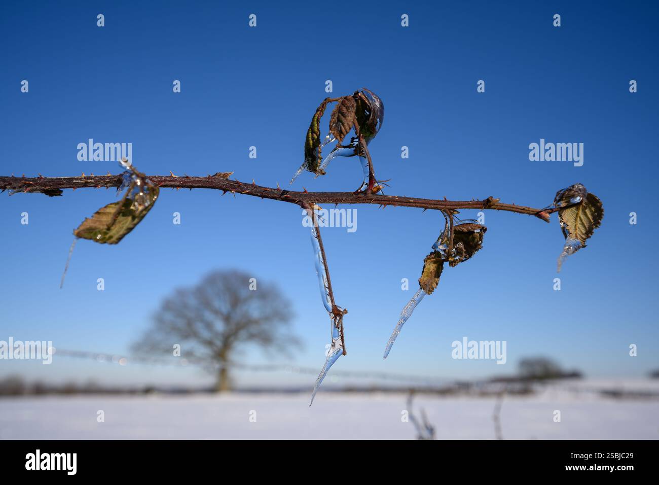 Eisschicht und Eiszapfen auf Pflanzen und Blättern nach eisigem Regen Stockfoto