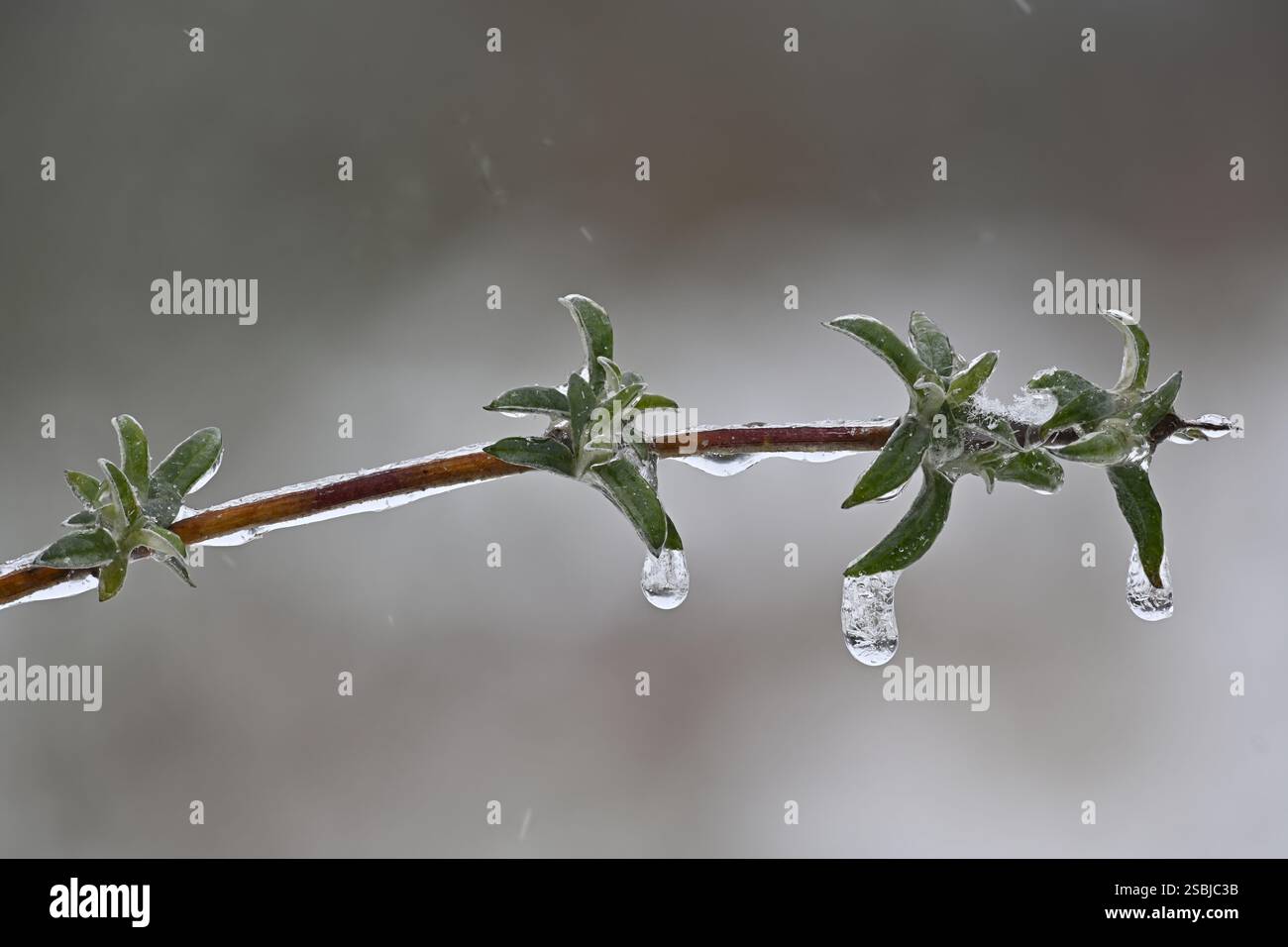 Eisschicht und Eiszapfen auf Pflanzen und Blättern nach eisigem Regen Stockfoto