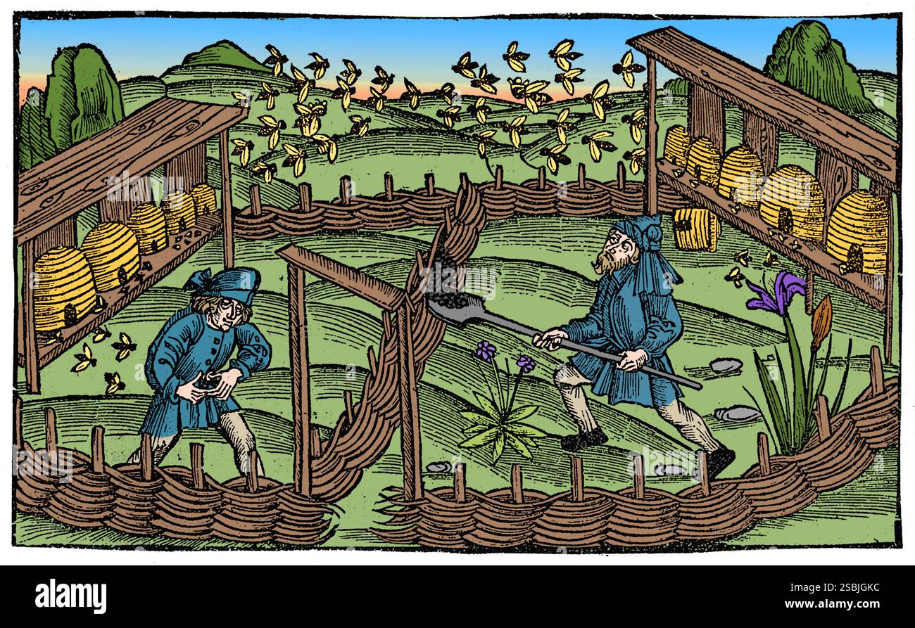 Imker bauen einen Zaun, um Eidechsen von ihren Bienenstöcken fernzuhalten. Holzschnitt von Sebastian Brandt, 1502. Farbig. Stockfoto