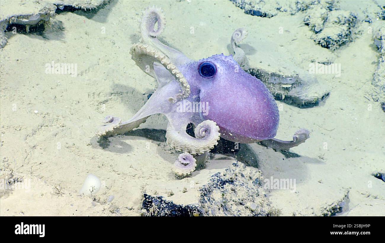 Octopus arms -Fotos und -Bildmaterial in hoher Auflösung – Alamy