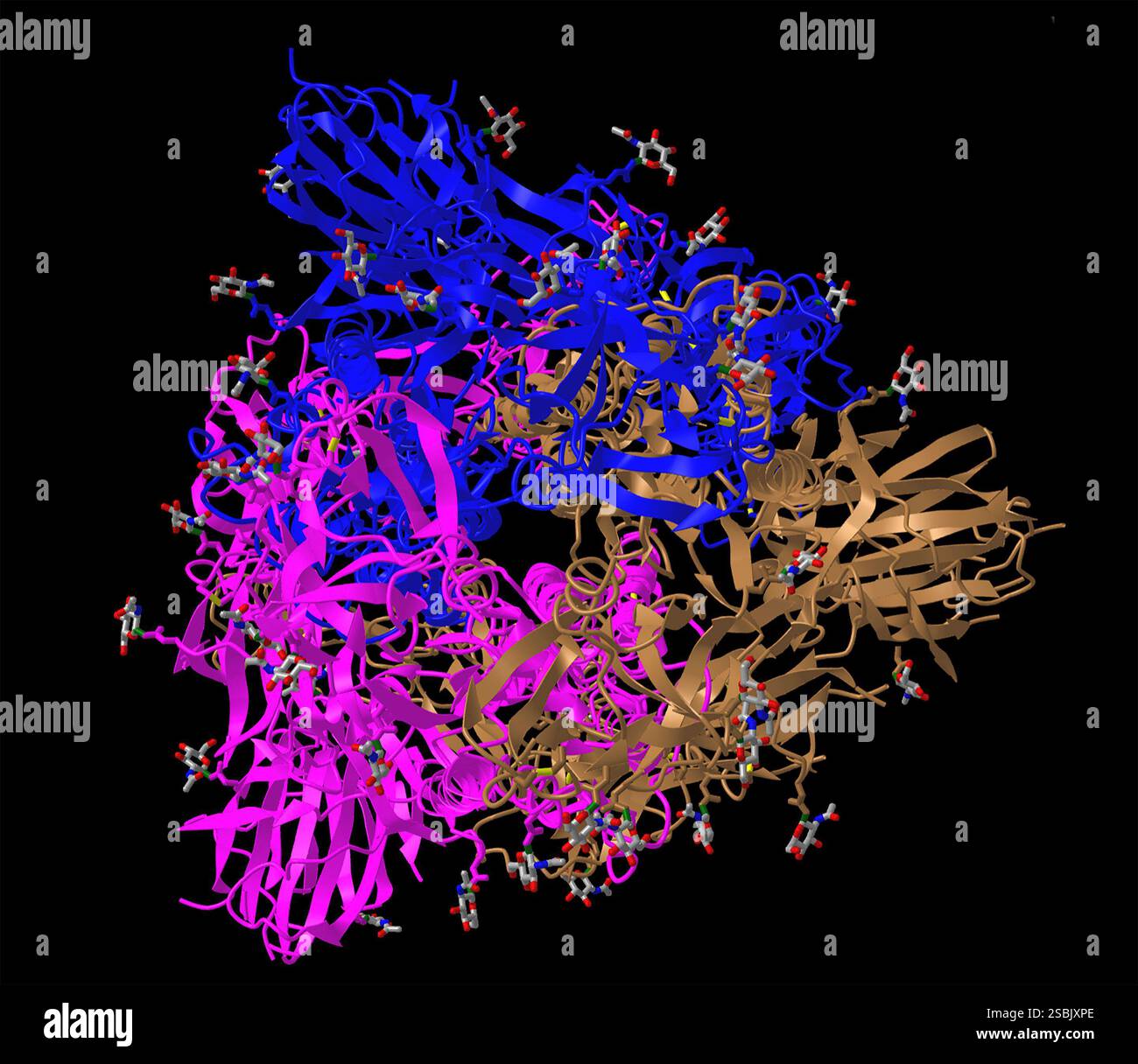 Südafrikanische SARS-CoV-2-Spike-Protein-Variante (S-GSAS-B.1,351) (B.1,351) im 1-RBD-up-Konformation. Virusprotein. Stockfoto Südafrikanische SARS-CoV-2-Spike-Protein-Variante (S-GSAS-B.1,351) (B.1,351) im 1-RBD-up-Konformation. Virusprotein. Stockfoto