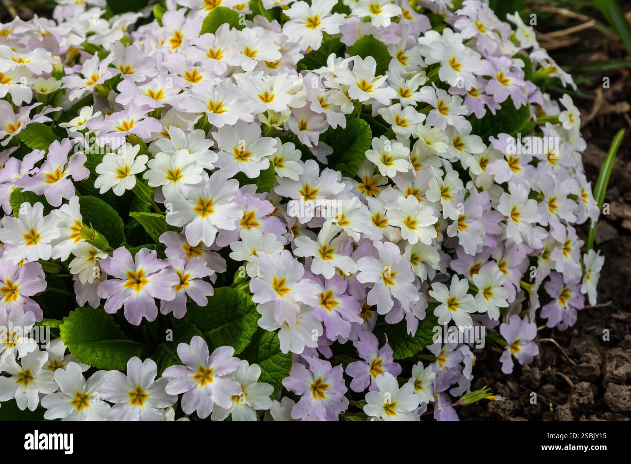 Primrose, Primula vulgaris Blüten im Frühlingsgarten. Stockfoto