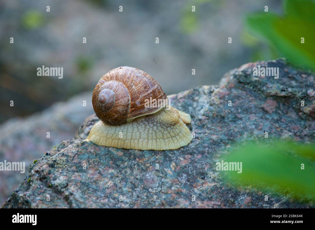 Helix pomatia, auch bekannt als römische Schnecke, Burgunderschnecke oder Ecargot, ist eine Art großer, luftatmender Landschnecke, die in Europa beheimatet ist. Sie ist durch eine kugelförmige braune Schale gekennzeichnet. Es handelt sich um eine essbare Art, die in ihrem gesamten Verbreitungsgebiet synanthropisch vorkommt Stockfoto