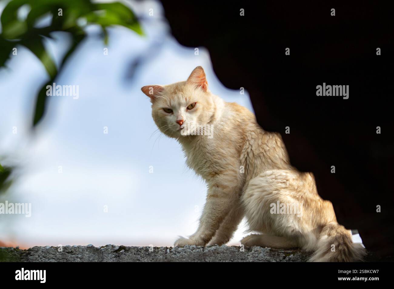 Goiânia GOIAS BRASILIEN - 03. FEBRUAR 2025: Eine gelbe Katze, die auf der Wand eines Hauses sitzt, mit einem blauen Himmel im Hintergrund. Stockfoto