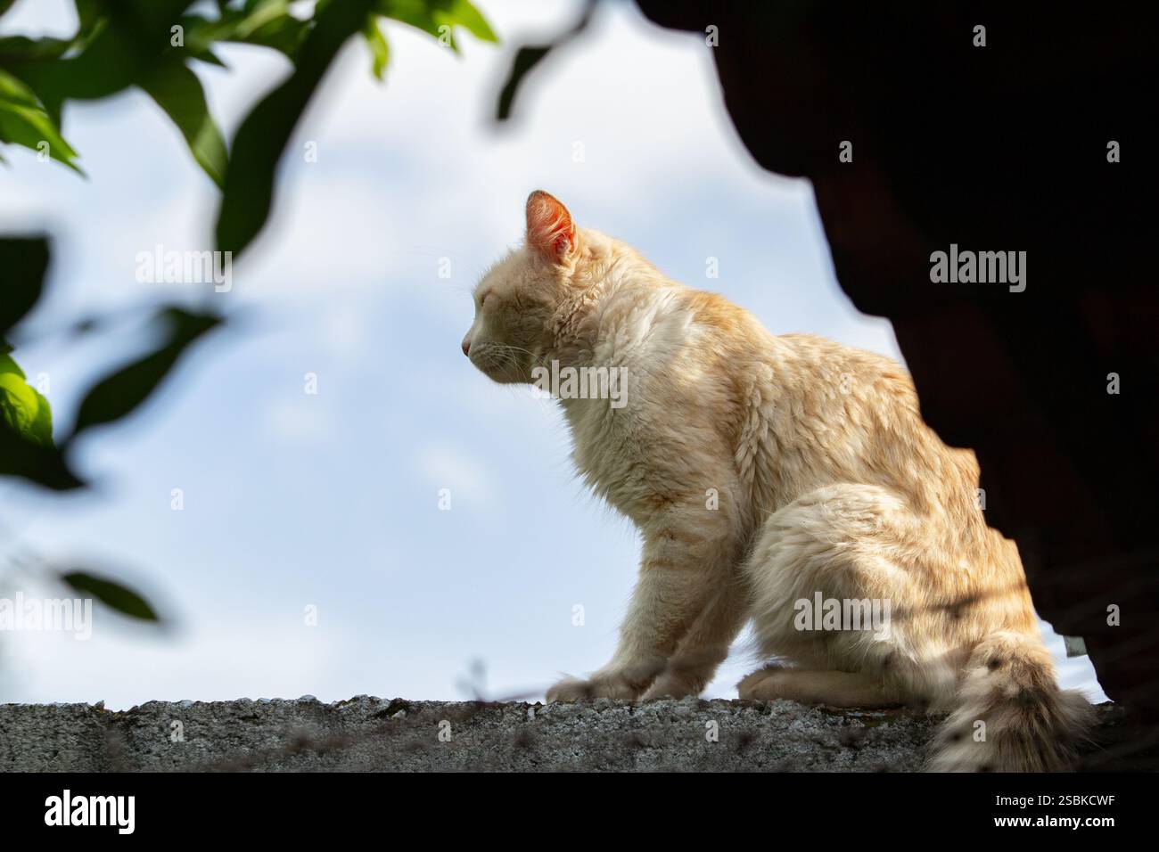 Goiânia GOIAS BRASILIEN - 03. FEBRUAR 2025: Eine gelbe Katze, die auf der Wand eines Hauses sitzt, mit einem blauen Himmel im Hintergrund. Stockfoto