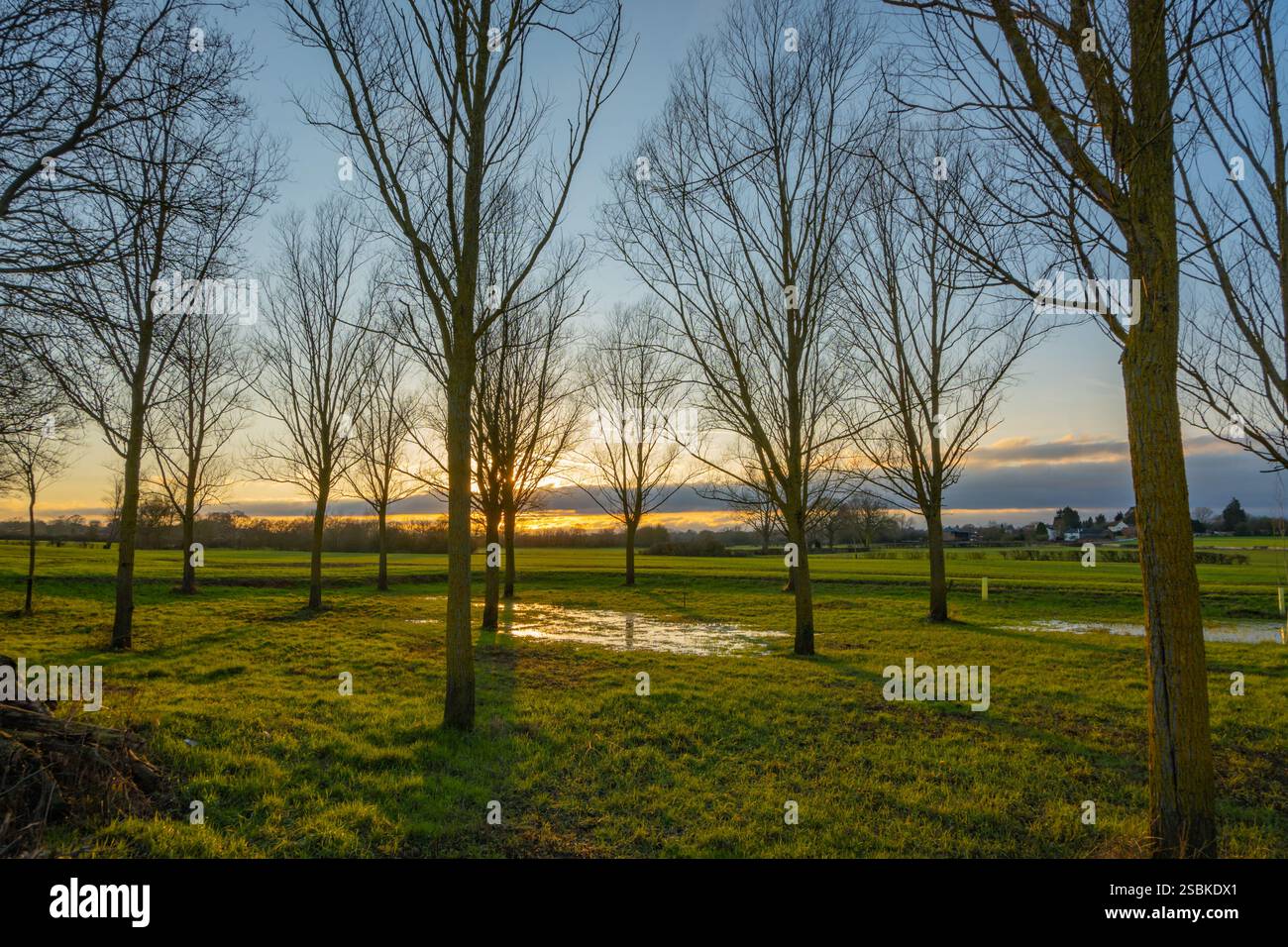 Sonnenuntergang hinter Pappelbäumen am Ufer des Flusses Wid in der Nähe von Margaretting Essex Stockfoto