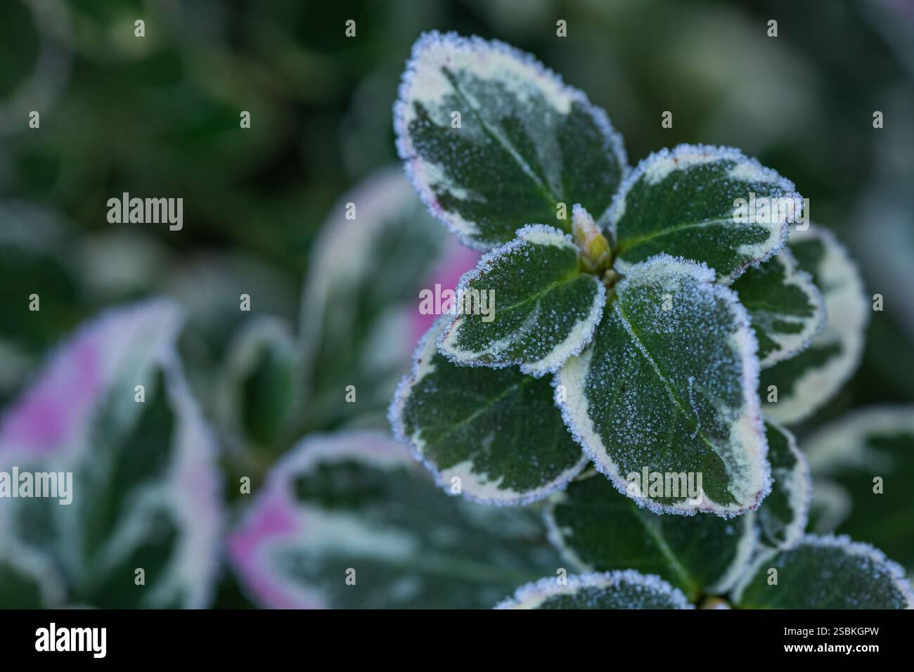 Nahaufnahme von grünen und weißen, frostbedeckten Blättern an einem kalten Wintermorgen. Schönheit der Natur, saisonale Veränderungen und zarte Eiskristalle Stockfoto