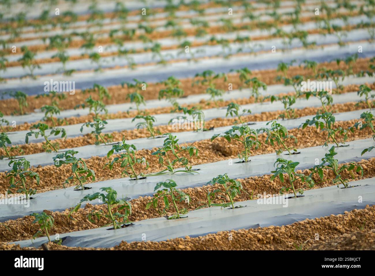 Die geschliffene Oberfläche ist mit Kunststoffmulch bedeckt. Anbau von Tomaten nach der Mulchmethode. Florida USA Stockfoto