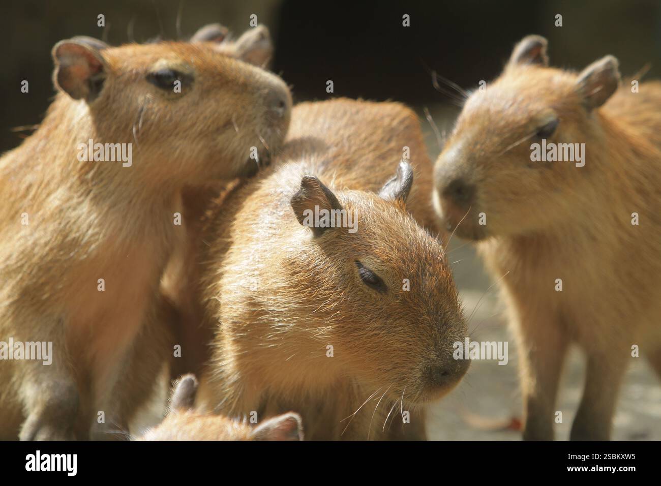 Am Morgen drängen sich Capybaras auf dem Boden Stockfoto