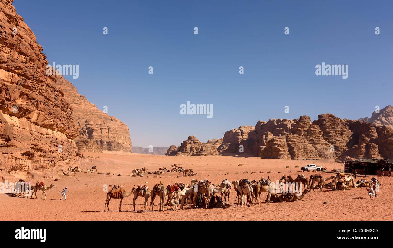 Kamele in der Wüste Wadi Rum, Jordanien. Wadi Rum, auch bekannt als „Tal des Mondes“, ist ein Tal, das in Sandstein und Granitgestein im südlichen Jordanien geschnitten ist, nahe der Grenze zu Saudi-Arabien und etwa 60 km (37 mi) östlich der Stadt Aqaba. Mit einer Fläche von 720 km2 ist es das größte „Wadi“ (Flusstal) in Jordanien. Mehrere prähistorische Zivilisationen hinterließen Petroglyphen, Felsinschriften und Ruinen in Wadi Rum. Heute ist es eine Touristenattraktion, die geführte Touren, Wandern und Klettern anbietet. Das Naturschutzgebiet Wadi Rum gehört seit 2011 zum UNESCO-Weltkulturerbe. Stockfoto