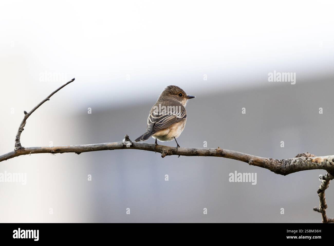 Muscicapa striata Vogel, der auf einem Ast thront. Ein Vogel, der allein auf einem Zweig wartet. Stockfoto