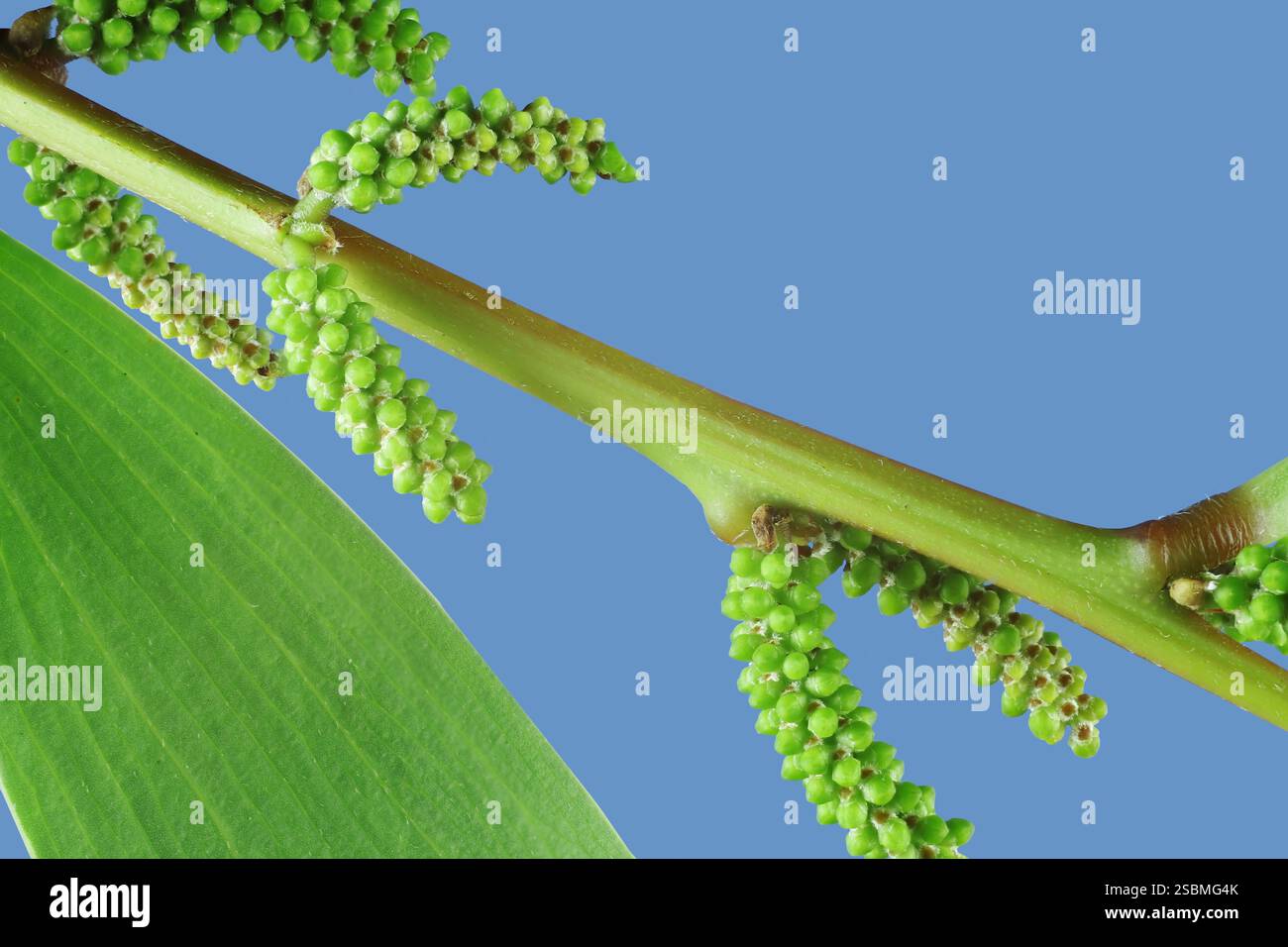 Isolierter Stamm von Coastal Wattle (Acacia sophorae) in Bud, South Australia Stockfoto