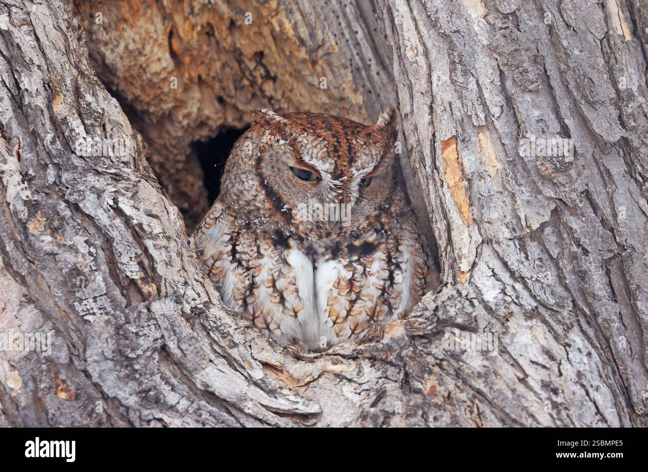Kreischeule, die auf einem Baumstumpf steht, Quebec, Kanada Stockfoto