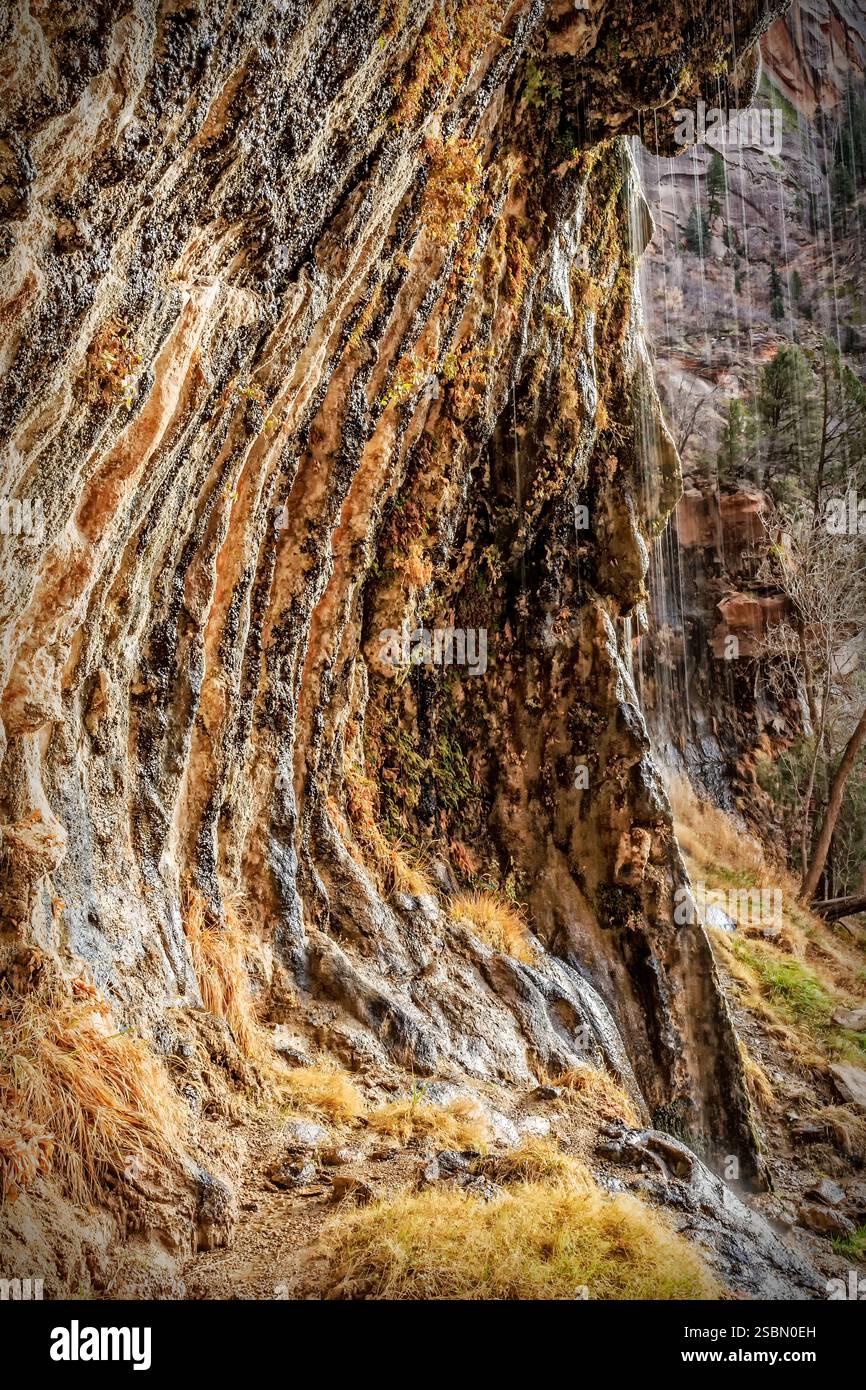 Baum mit braunem Stamm und weißer Rinde. Die Rinde ist mit Moos bedeckt. Der Baum befindet sich in einem felsigen Gebiet Stockfoto