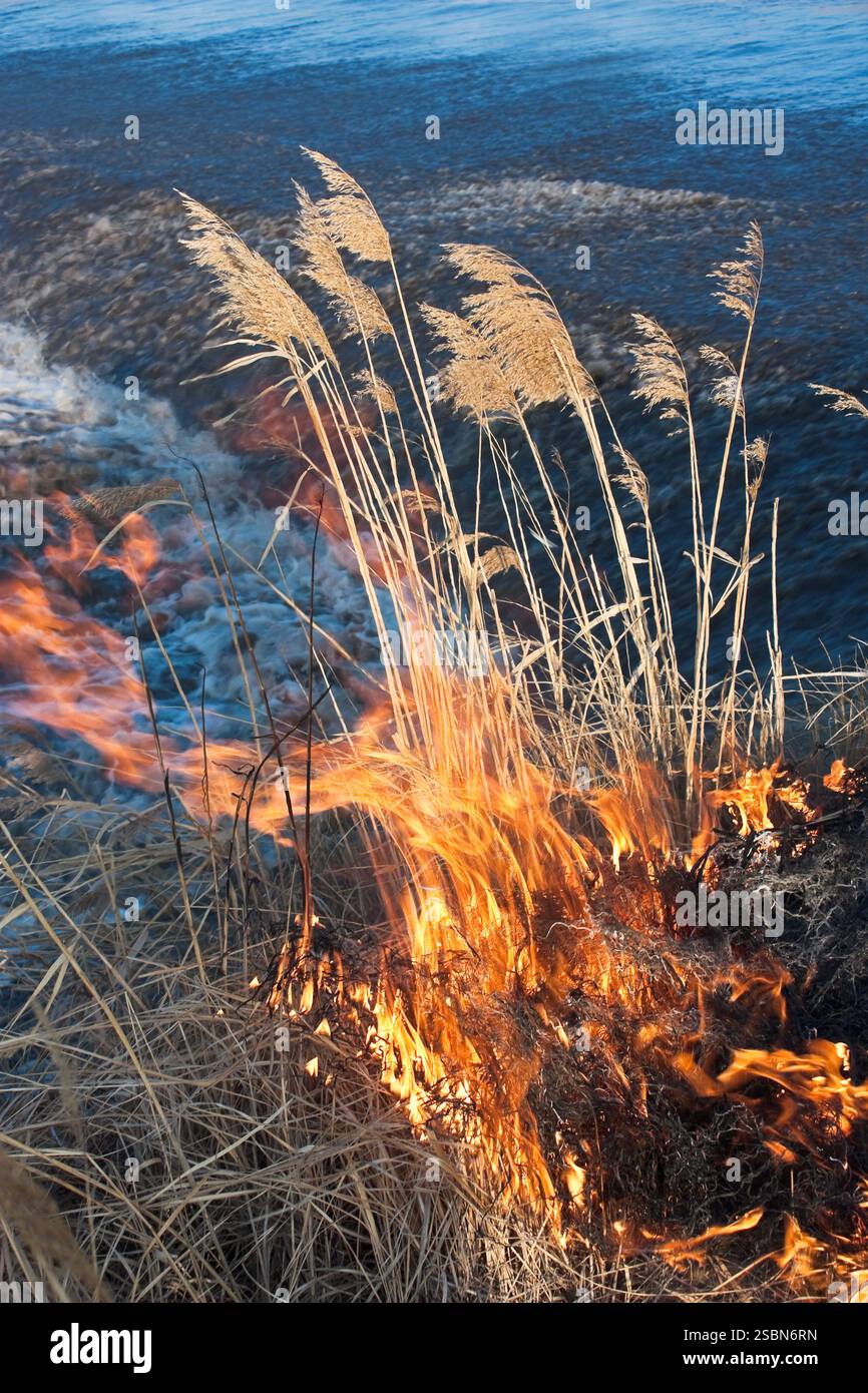 Das Schilf brennt vor dem Hintergrund des turbulenten Flusses Stockfoto