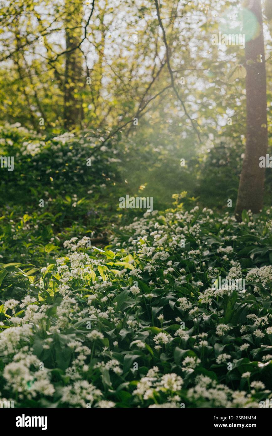 Ein üppiges grünes Feld mit vielen weißen Blumen. Die Sonne scheint hell und schafft eine warme und einladende Atmosphäre. Die Blüten sind verstreut Stockfoto