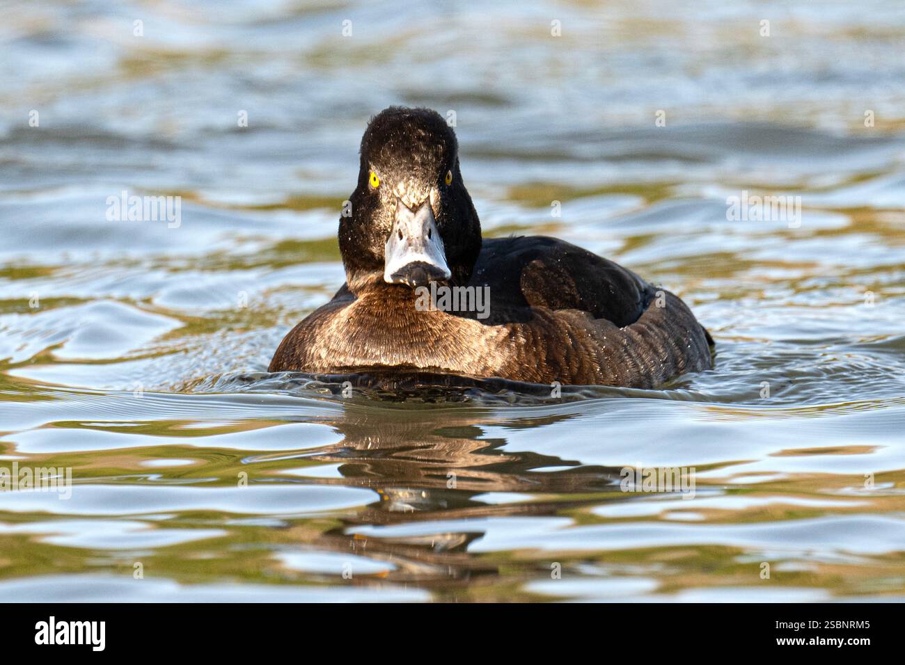Die Tufted Duck ist eine mittelgroße Tauchente, kleiner als eine Mallard. Es ist schwarz auf Kopf, Hals, Brust und Rücken und weiß an den Seiten. Es hat einen Stockfoto