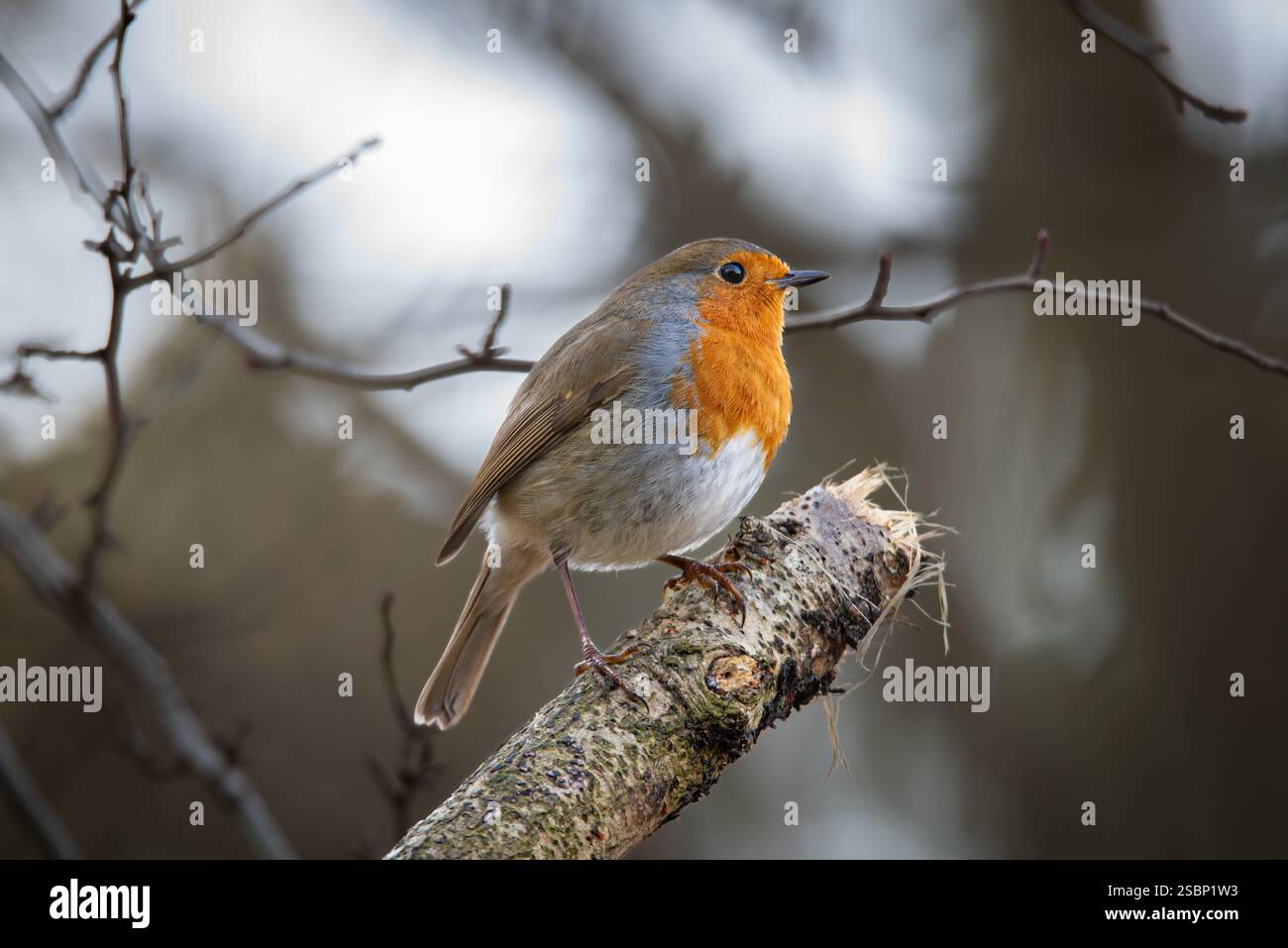 Kleiner Europäischer rotkehlvogel, der auf einem Ast sitzt. Robin Rotbrust songbird Stockfoto
