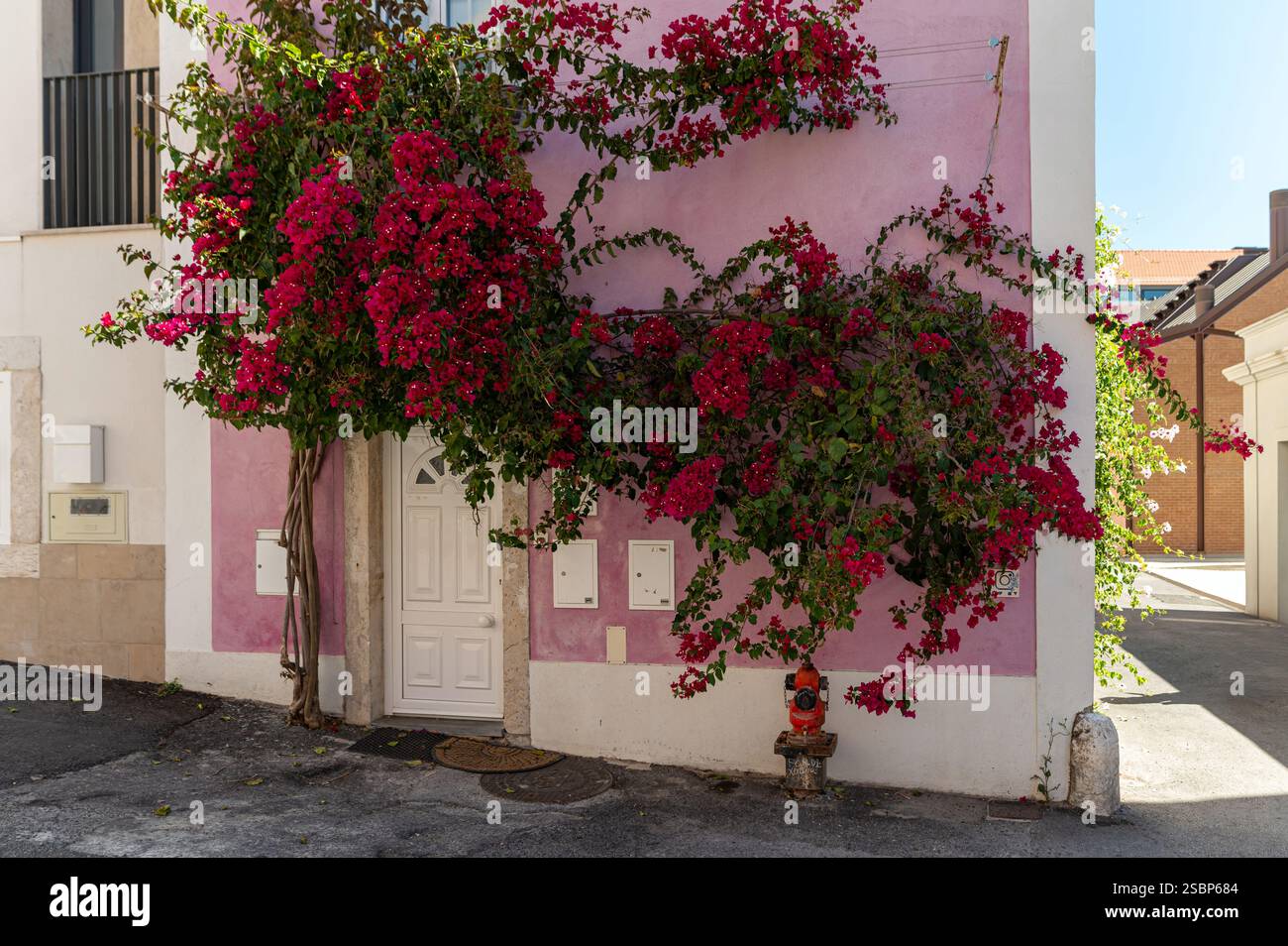 Die leuchtend rosa Bougainvillea stürzt ein charmantes Haus in einer sonnigen Wohngegend hinunter. Stockfoto
