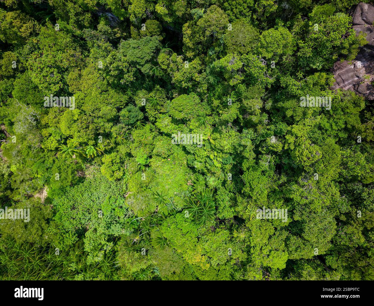 Vogelperspektive des dichten tropischen Regenwaldes in Borneo Stockfoto