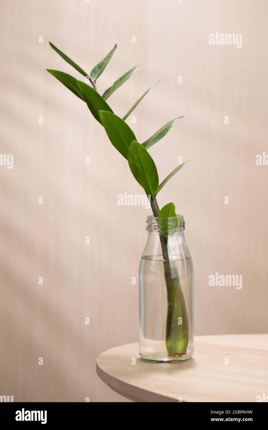 Das Bild zeigt eine zamioculcas zamiifolia- oder ZZ-Pflanze mit glänzenden, ovalen Blättern in einer klaren Glasvase auf einer weißen Oberfläche, hervorgehoben durch Streifen Stockfoto