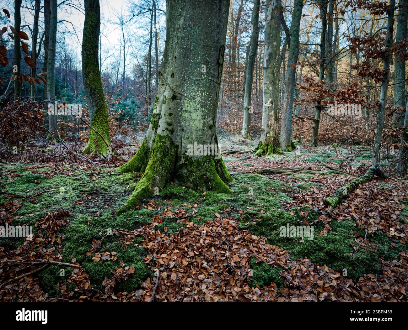 Ansprechende Waldlandschaft mit grünen, moosbedeckten Buchen- und Eichenbäumen und einem hellbraunen Grund, digitales Medium Stockfoto