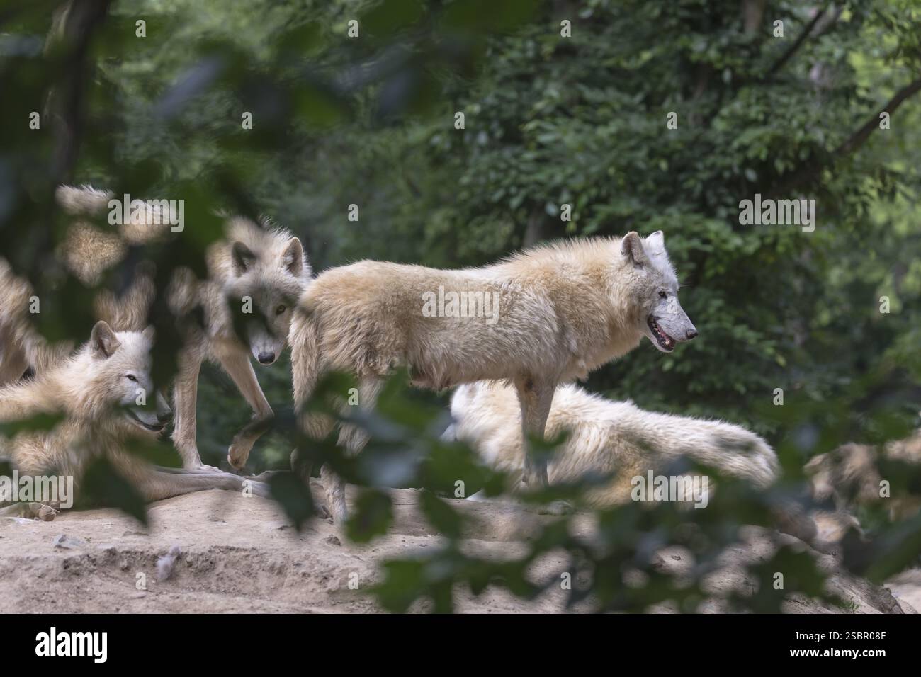Rudel von arktischen Wölfen (Canis Lupus arctos), die auf einem Sandberg in einem Wald mit grünem Hintergrund ruhen Stockfoto