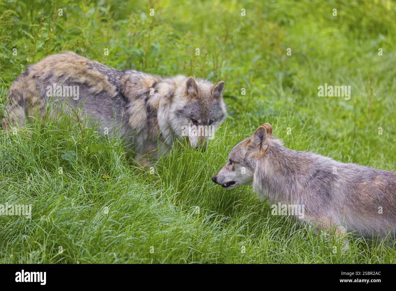 Zwei eurasische Grauwölfe (Canis Lupus Lupus) treffen sich auf einer grünen Wiese in hügeligem Gelände Stockfoto