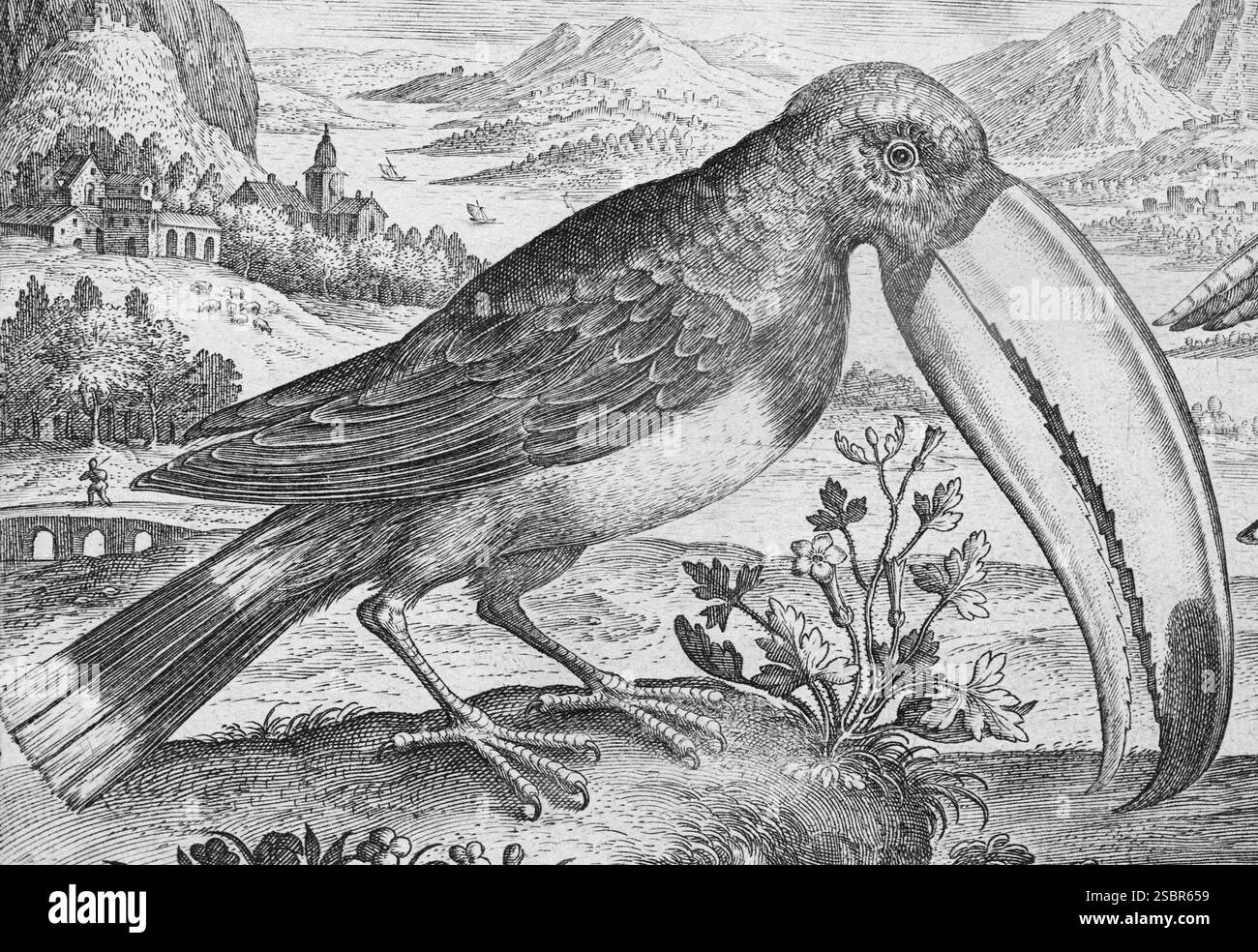 Tukan (Ramphastidae) vor einer Berglandschaft, Kupferstich von Adriaen Collaert, von Avium Vivae Icones, die Vogelreihe, aroun Stockfoto