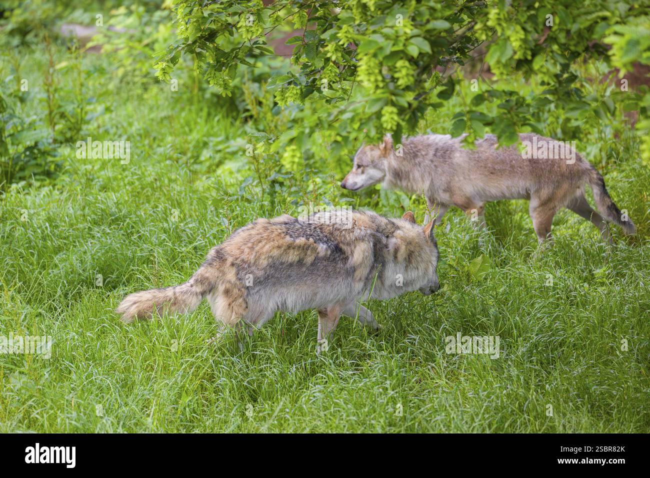 Zwei eurasische Grauwölfe (Canis Lupus Lupus) treffen sich auf einer grünen Wiese in hügeligem Gelände Stockfoto
