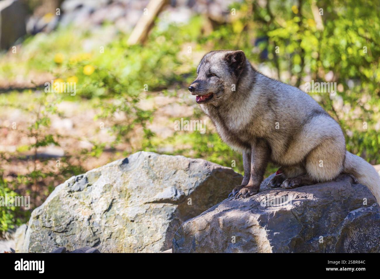 Fetter Fuchs, gefüttert von Touristen. Ein Polarfuchs (Vulpes lagopus), (Weißfuchs, Polarfuchs oder Schneefuchs) sitzt auf felsigem Boden. Grüne Vegetation im Hinterland Stockfoto