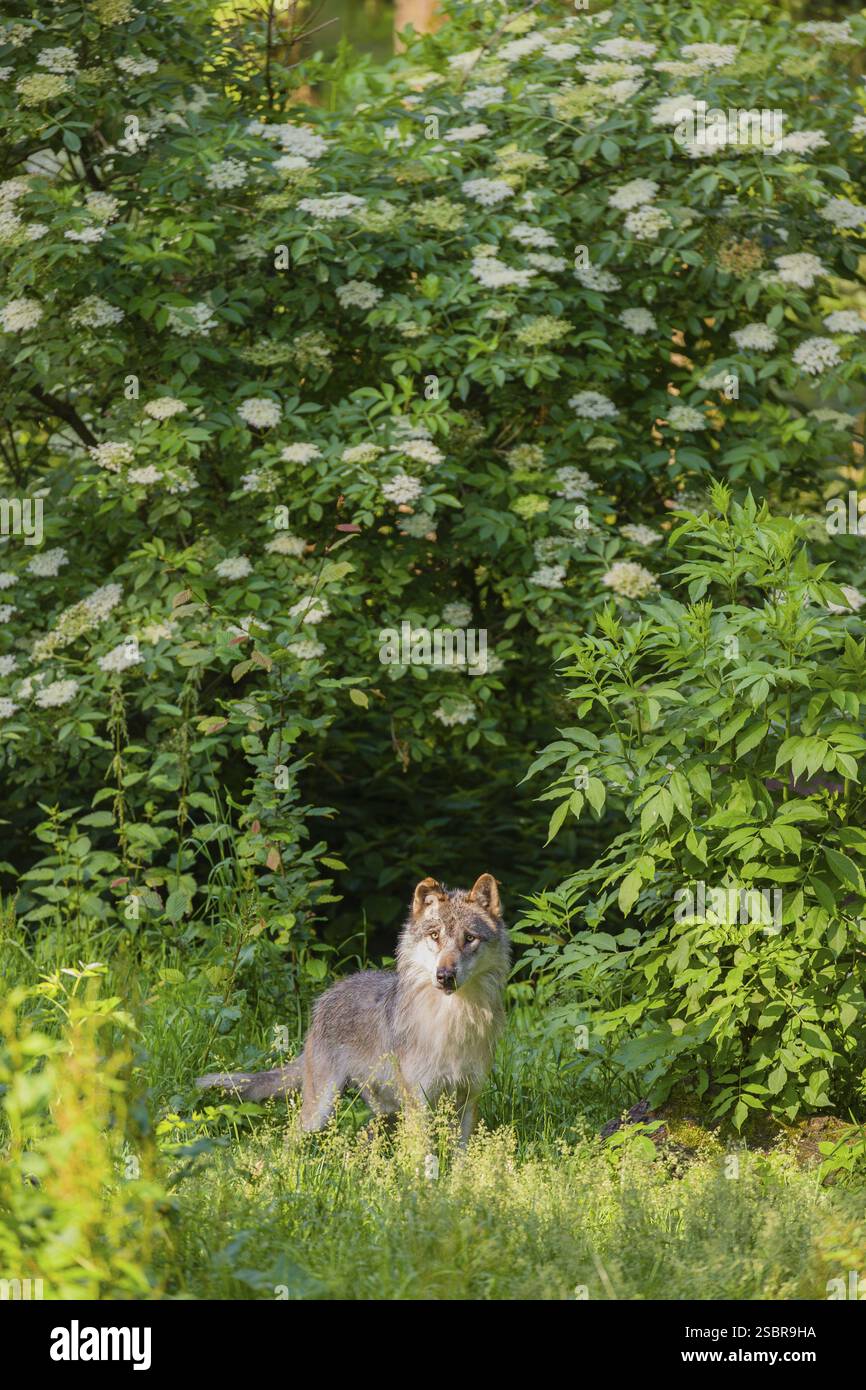 Ein ausgewachsener männlicher Grauwolf (Canis Lupus Lupus) steht auf einer grünen Wiese in hügeligem Gelände Stockfoto