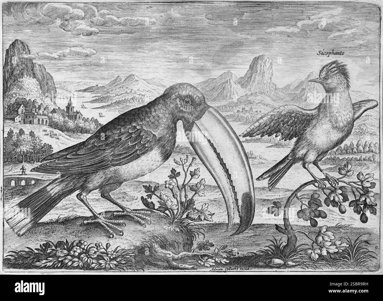 Tukan (Ramphastidae) vor einer Berglandschaft, Kupferstich von Adriaen Collaert, von Avium Vivae Icones, die Vogelreihe, aroun Stockfoto