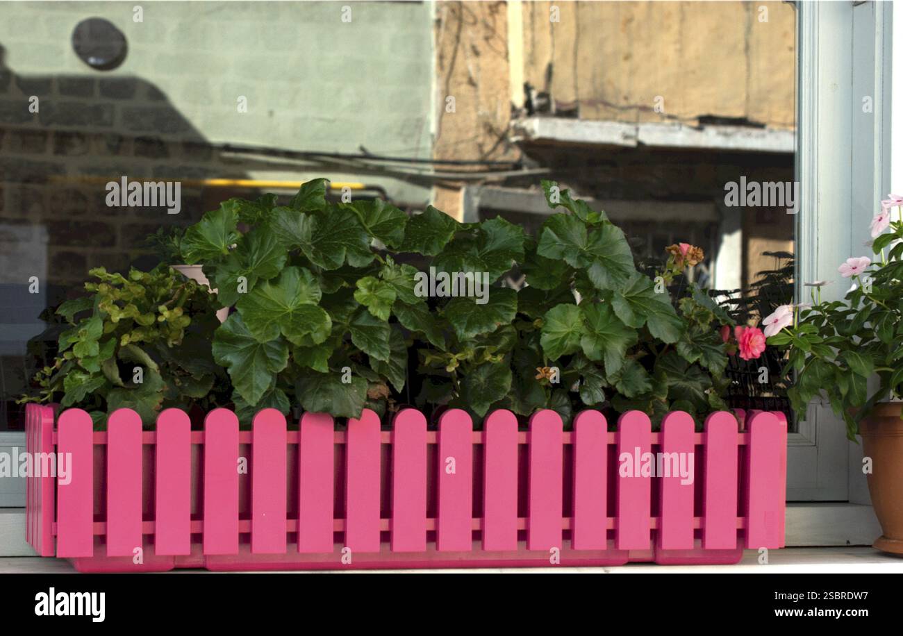 Blumenhintergrund. Blumen für Postkarten und Wohndekoration. Romantische Hochzeit oder Blumenarrangements zum Valentinstag Stockfoto