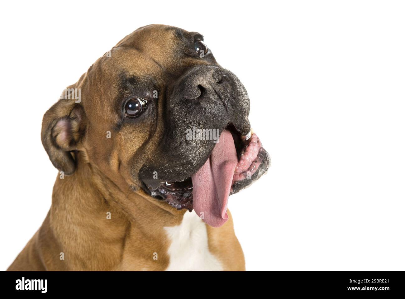 Erwachsener Boxer mit weißem Hintergrund, Studio-Aufnahme Stockfoto