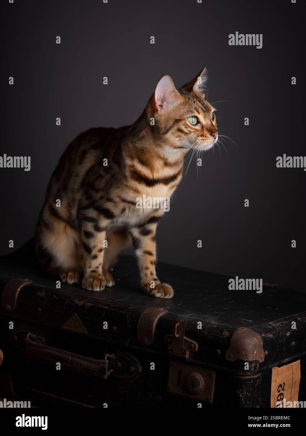 Eine Abessinierkatze sitzt auf einem alten Koffer in einem Studio mit schwarzem Hintergrund. Elegantes Katzenporträt. Stockfoto