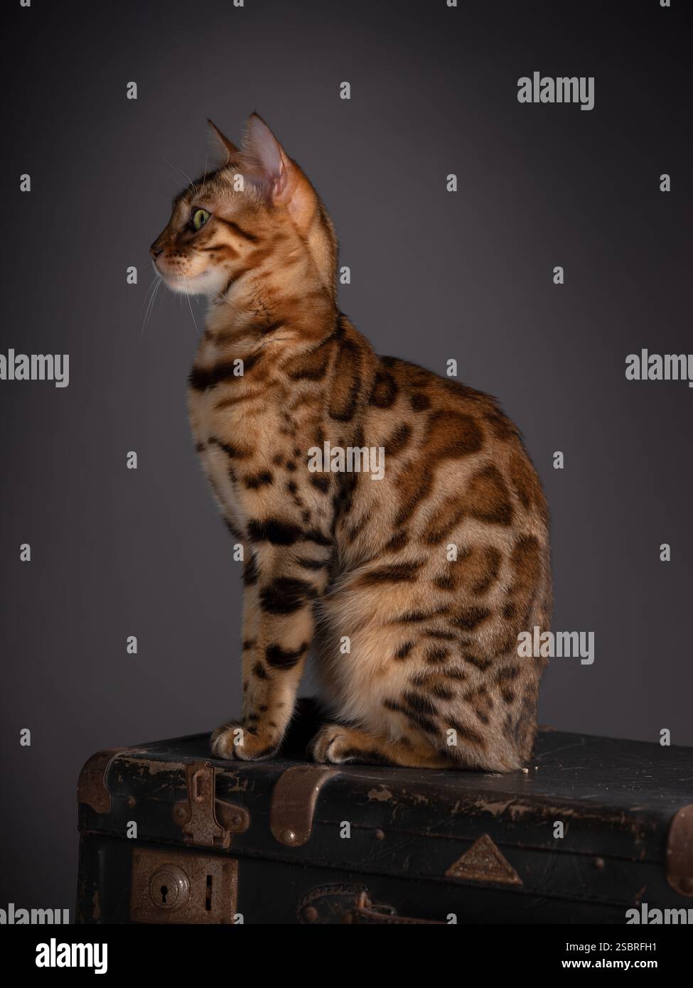 Eine Abessinierkatze sitzt auf einem alten Koffer in einem Studio mit schwarzem Hintergrund. Elegantes Katzenporträt. Stockfoto