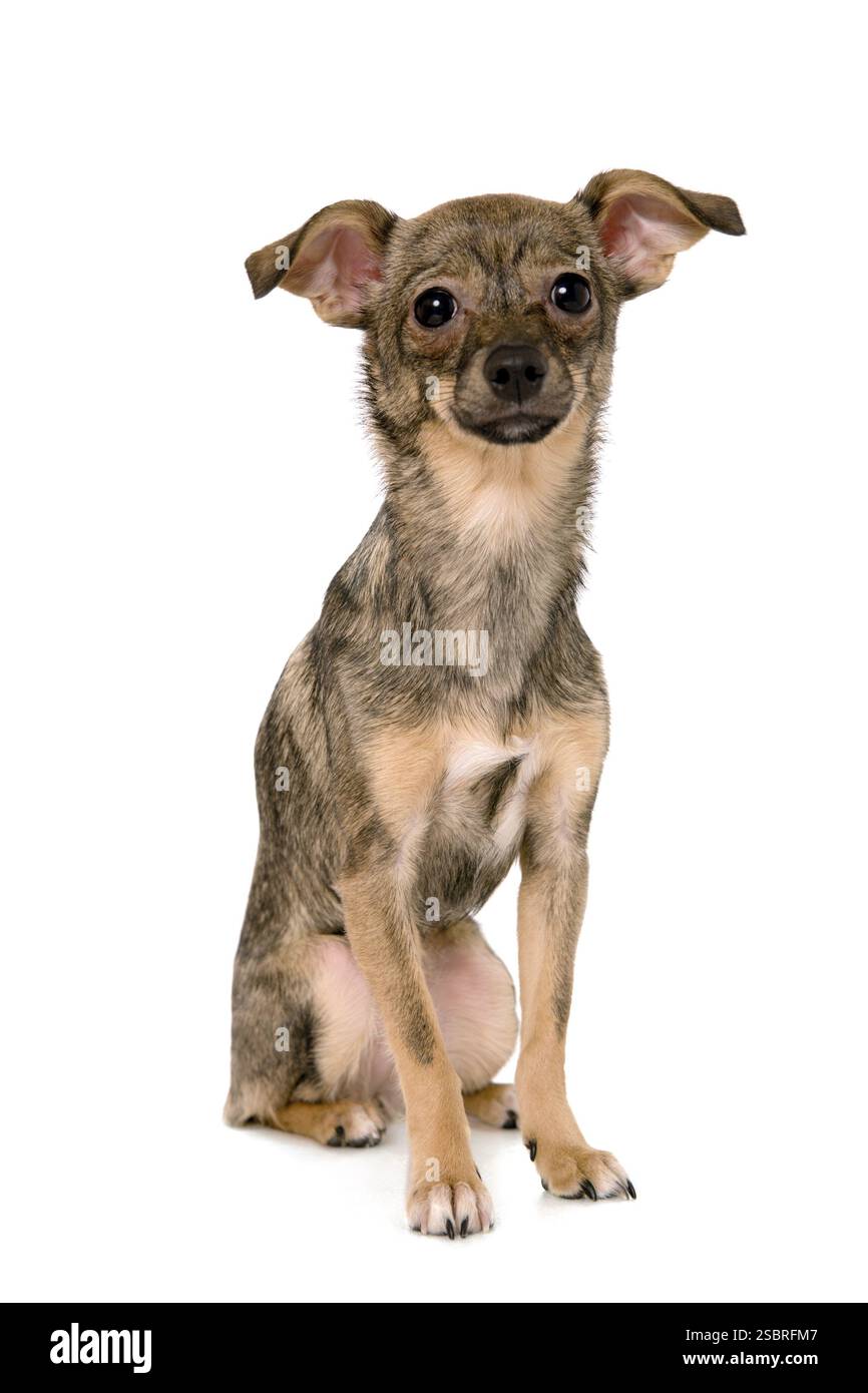 Kleiner süßer Hund auf isoliertem weißem Hintergrund Stockfoto