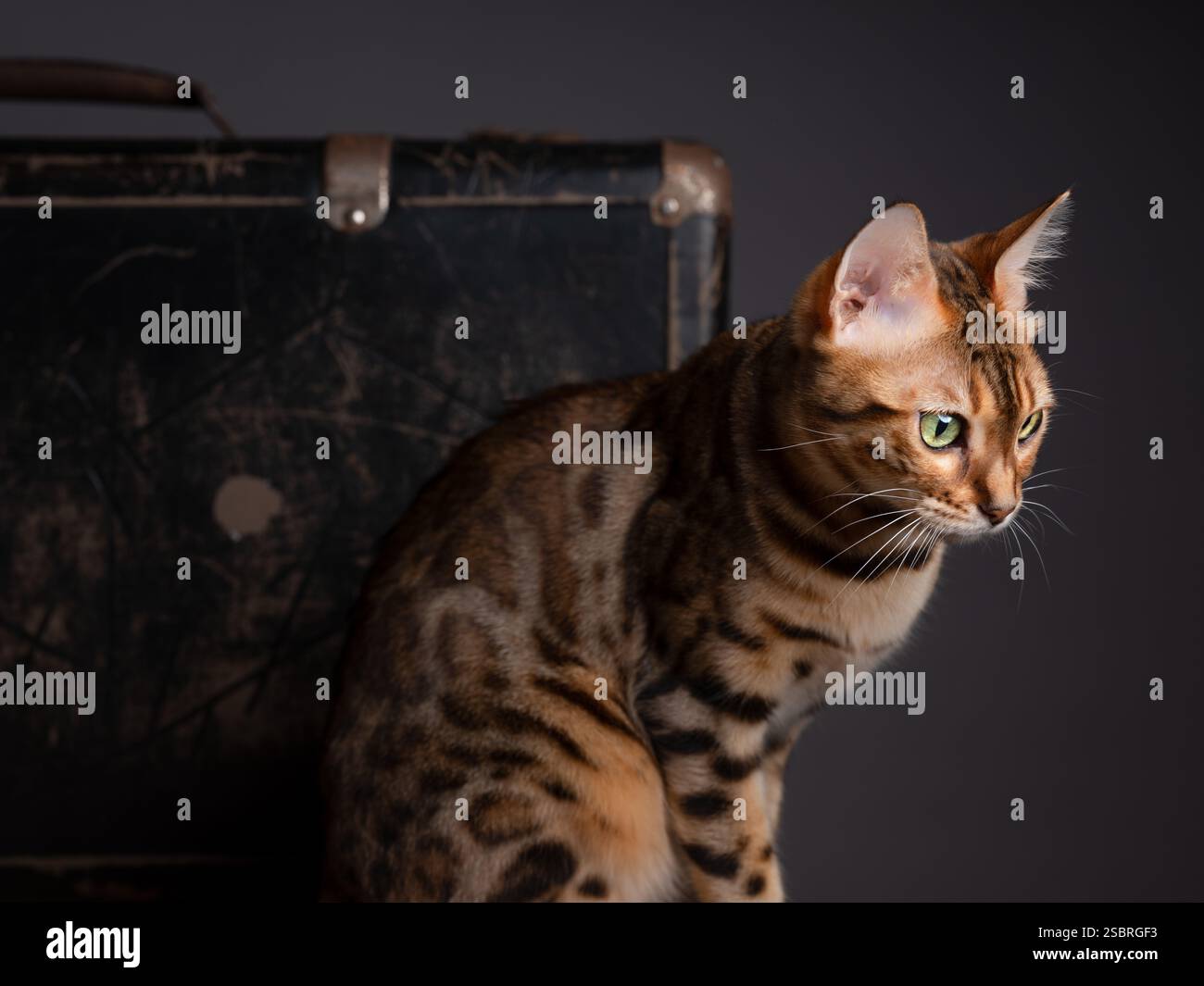 Eine Abessinierkatze sitzt auf einem alten Koffer in einem Studio mit schwarzem Hintergrund. Elegantes Katzenporträt. Stockfoto