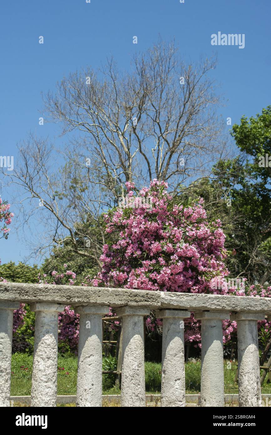 Baum mit rosa Blumen hinter Zaun, Himmel auf dem Hintergrund. Romantische und wunderschöne Pflanze Stockfoto