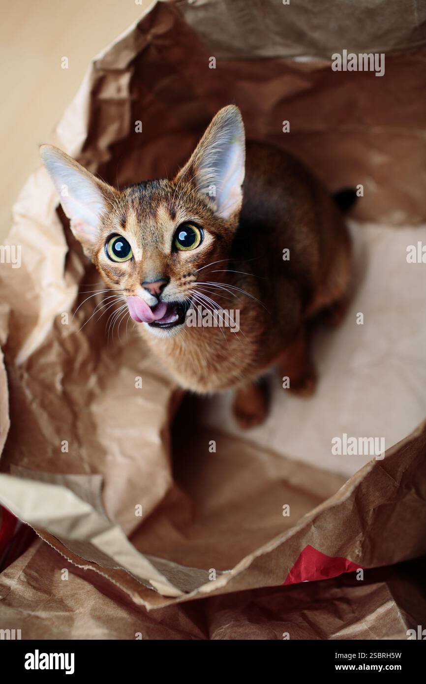 Ein neugieriges, junges Abessinierkätzchen, das in einer Papiertüte sitzt. Niedliches und verspieltes Katzenporträt. Stockfoto