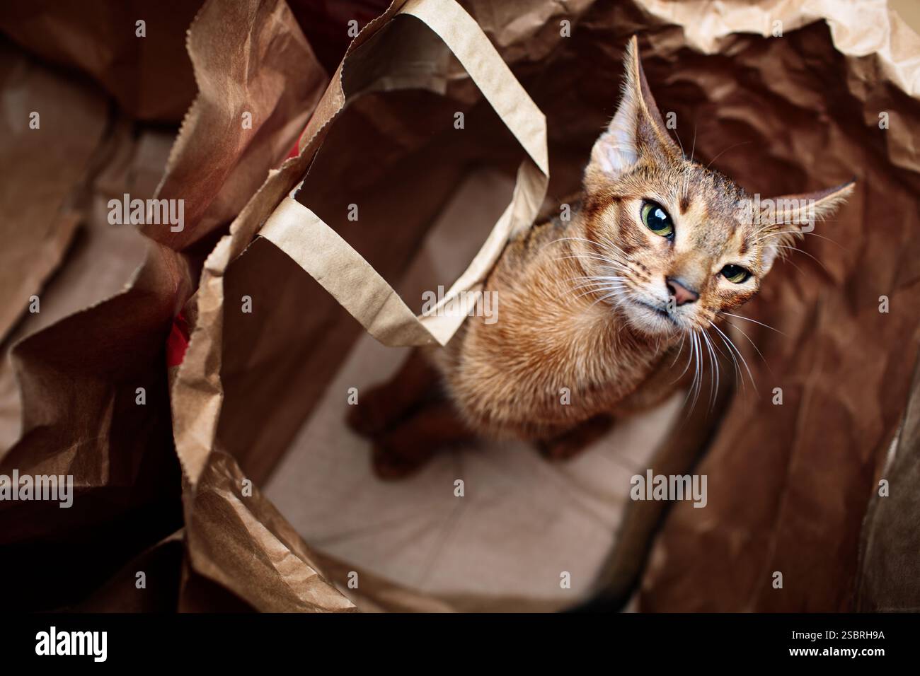 Ein neugieriges, junges Abessinierkätzchen, das in einer Papiertüte sitzt. Niedliches und verspieltes Katzenporträt. Stockfoto