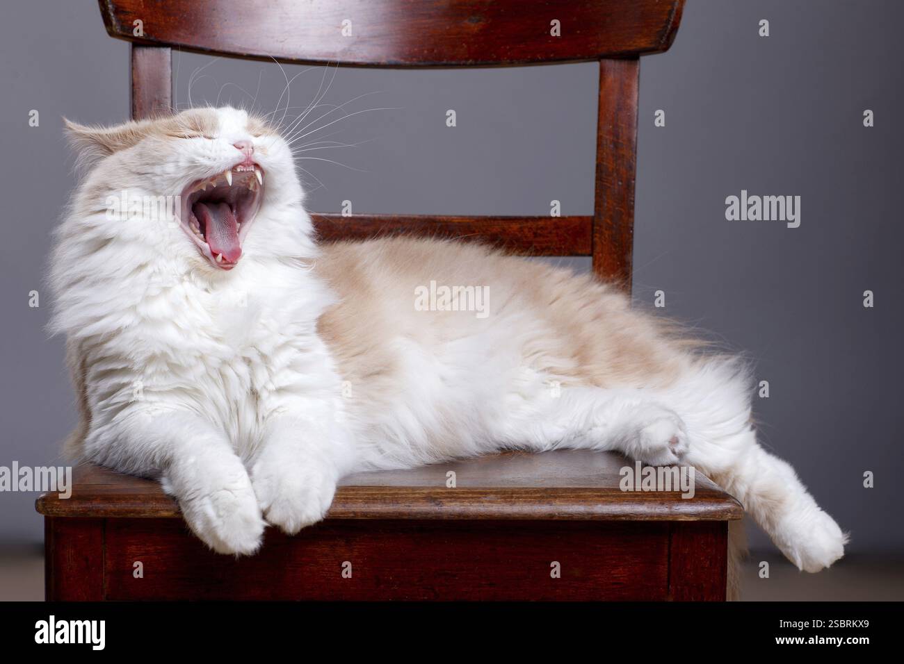 Gemischte Katze auf grauem Hintergrund und Blick in die Kamera Stockfoto