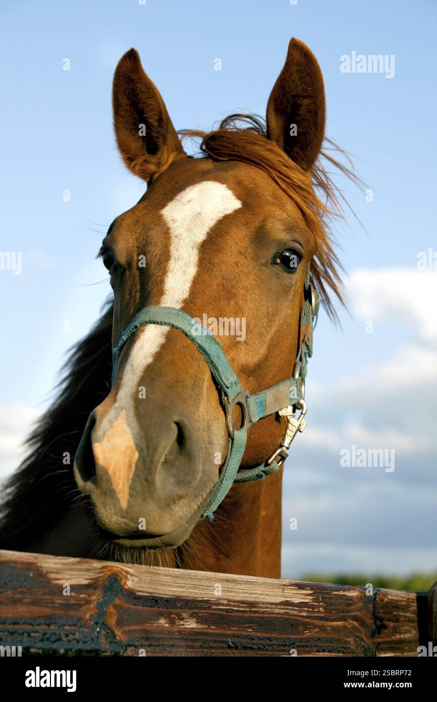 Nahaufnahme des Kopfes eines Pferdes am Himmelshintergrund Stockfoto